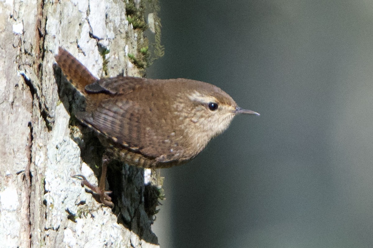 Troglodyte des forêts - ML612164739