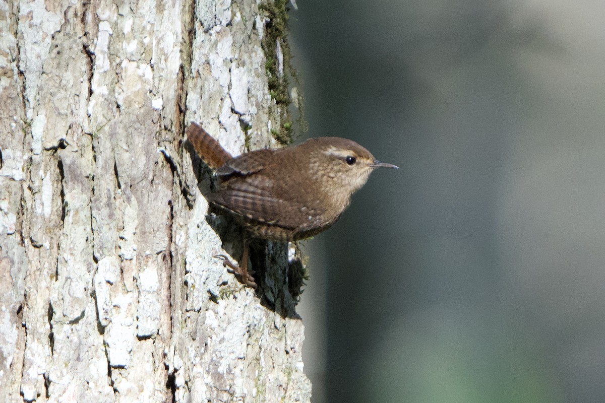 Winter Wren - ML612164740