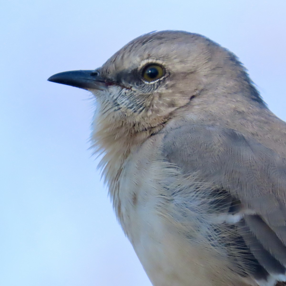 Northern Mockingbird - ML612164882