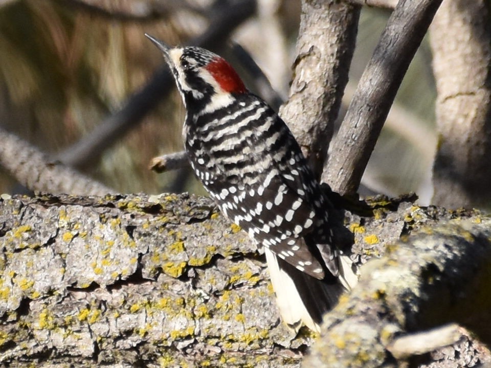 Nuttall's Woodpecker - ML612165099