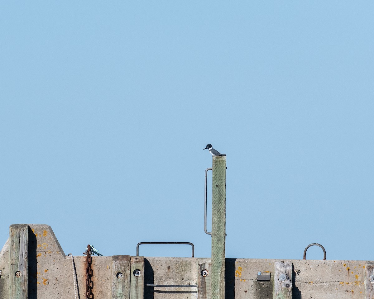Belted Kingfisher - ML612165147