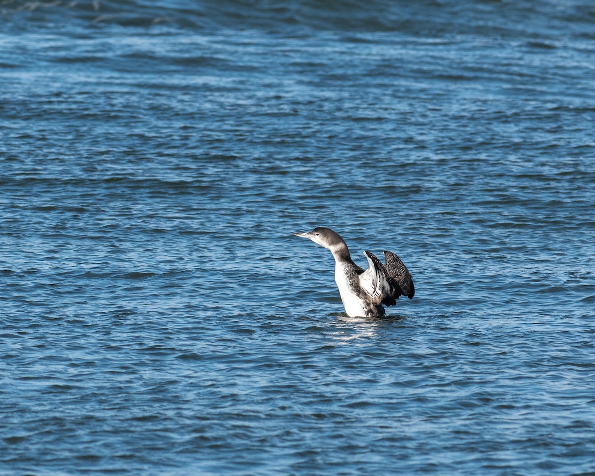 Common Loon - ML612165158