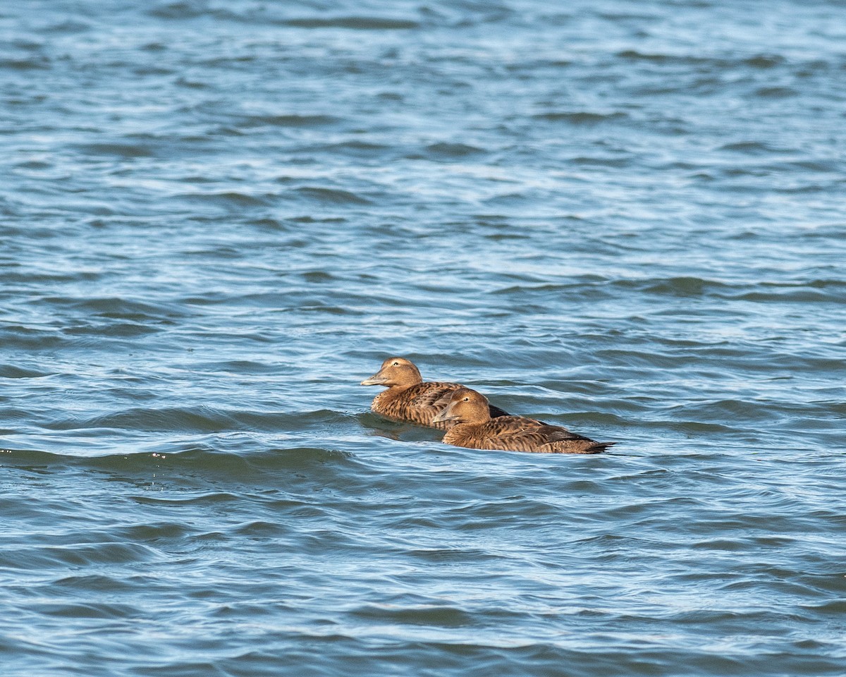 Common Eider - ML612165166