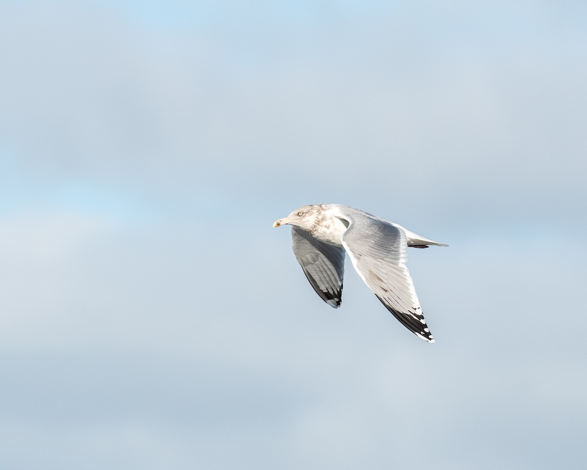 Herring Gull - ML612165175