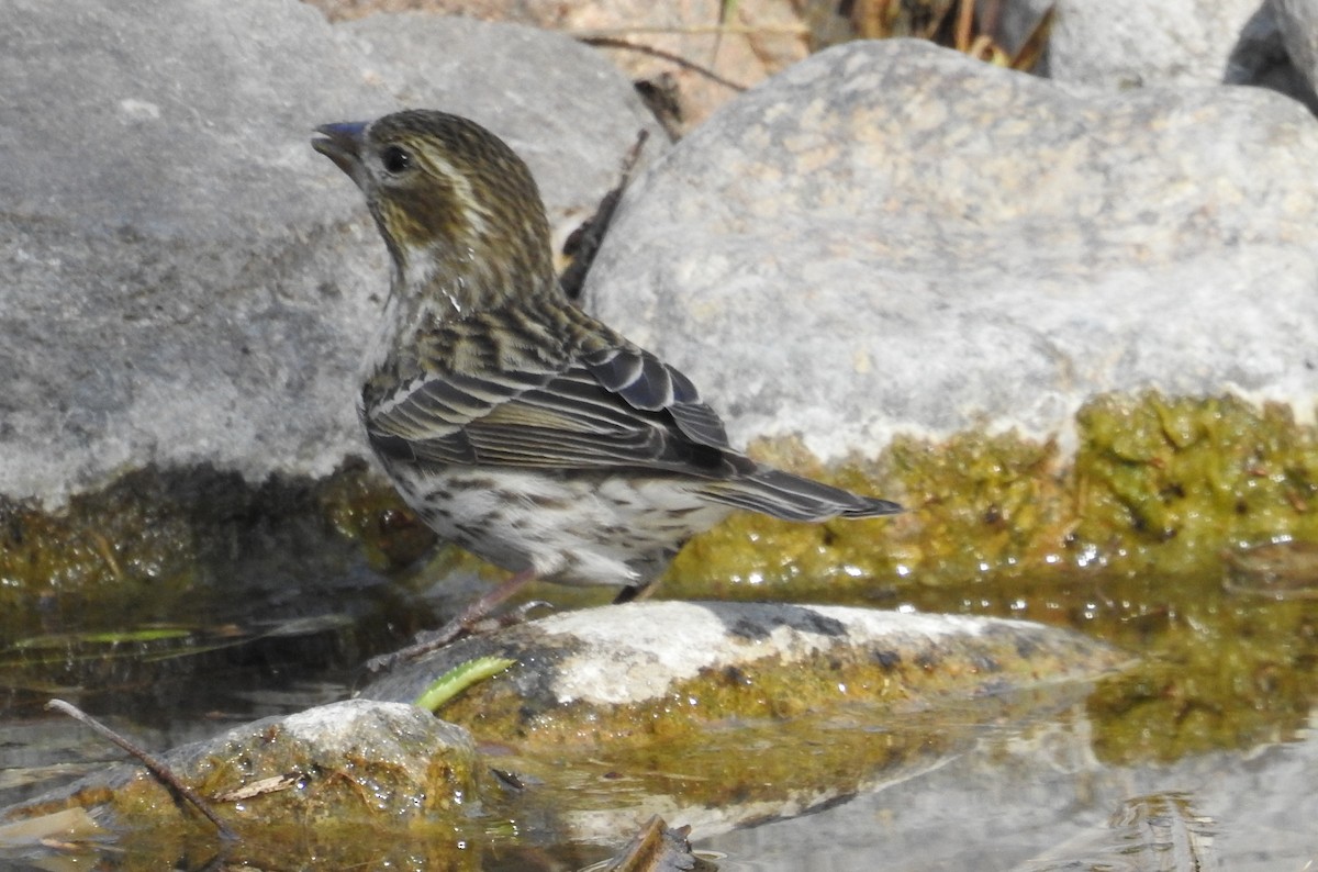 Cassin's Finch - ML612165178