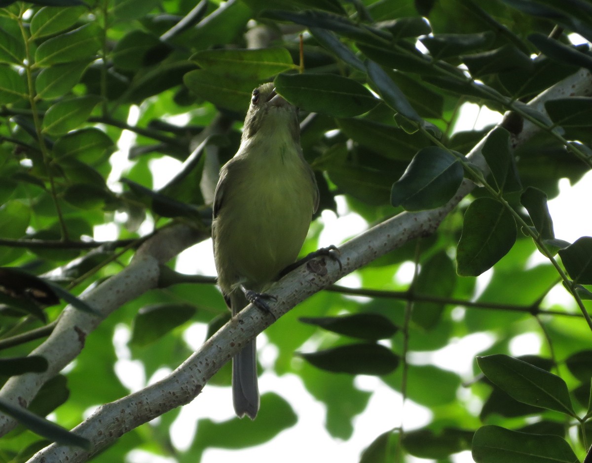 Cuban Vireo - ML612165193