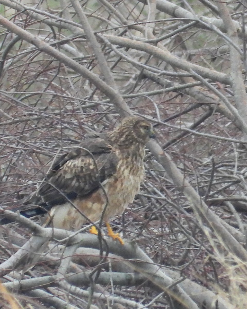 Hen Harrier - ML612165216