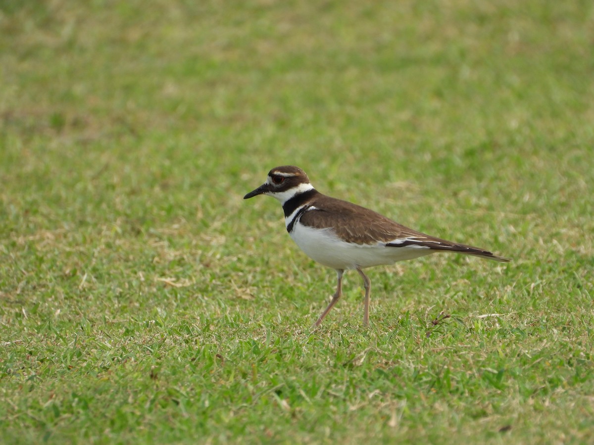 Killdeer - ML612165291