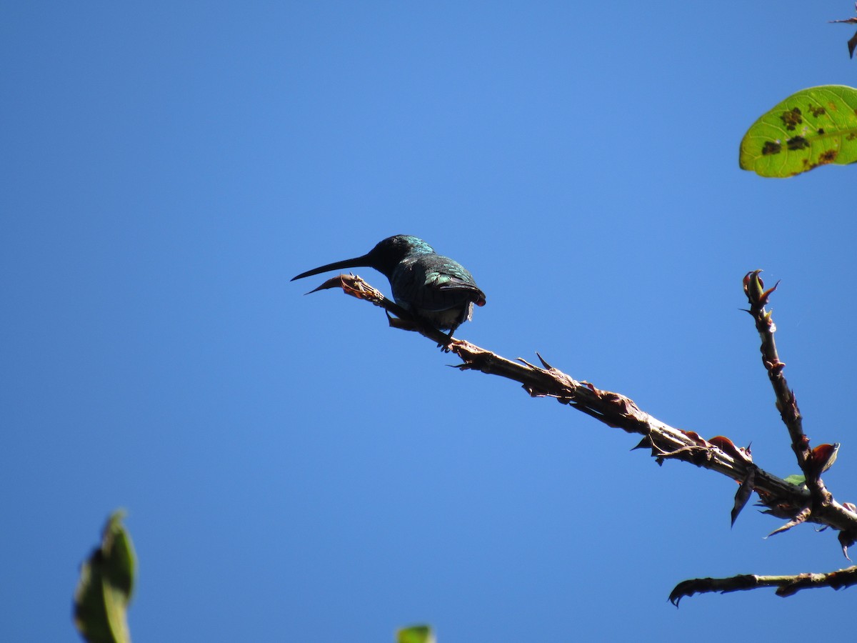 Blue-vented Hummingbird - ML612165298