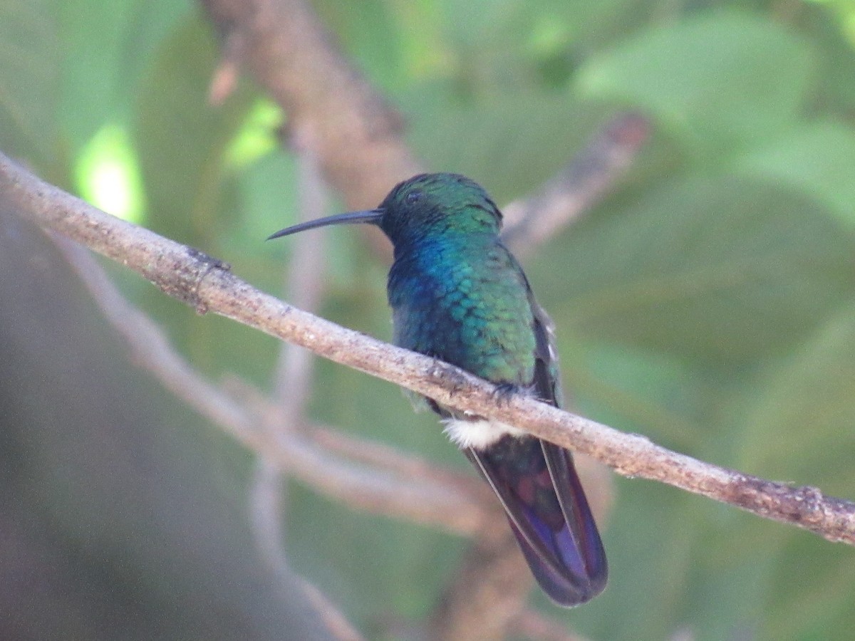 Blue-vented Hummingbird - ML612165299