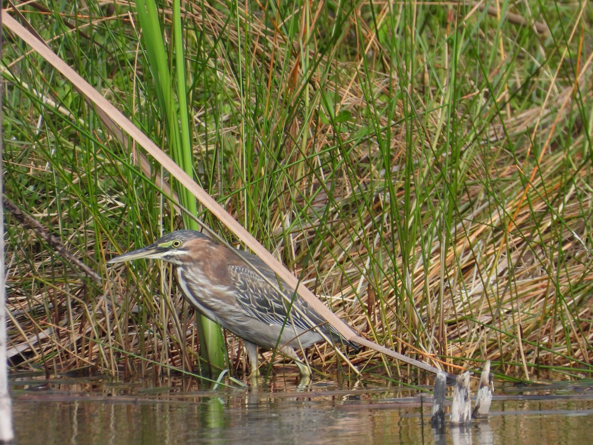 Green Heron - ML612165315