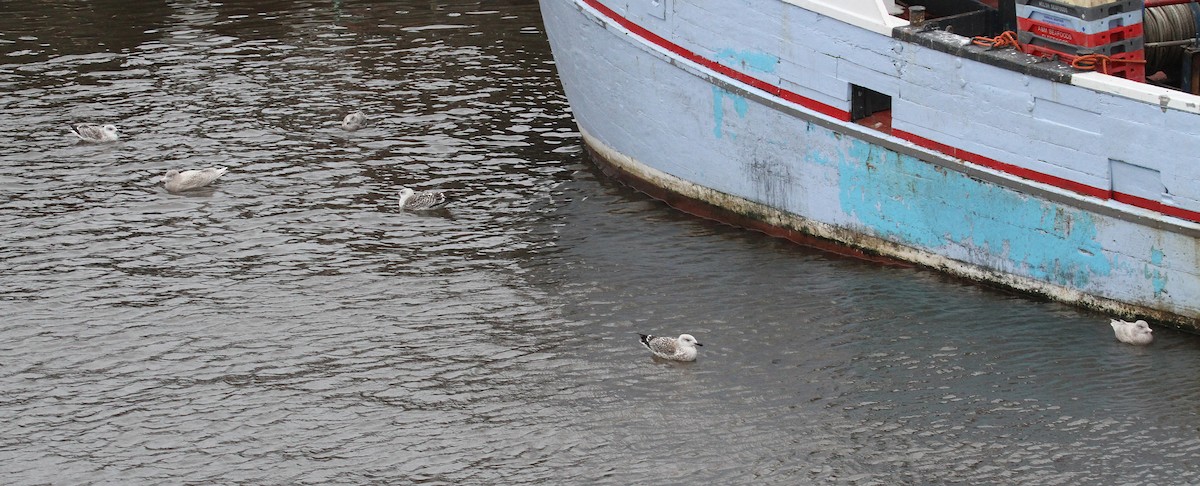 Glaucous Gull - ML612165370