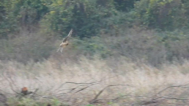 Hen Harrier - ML612165379