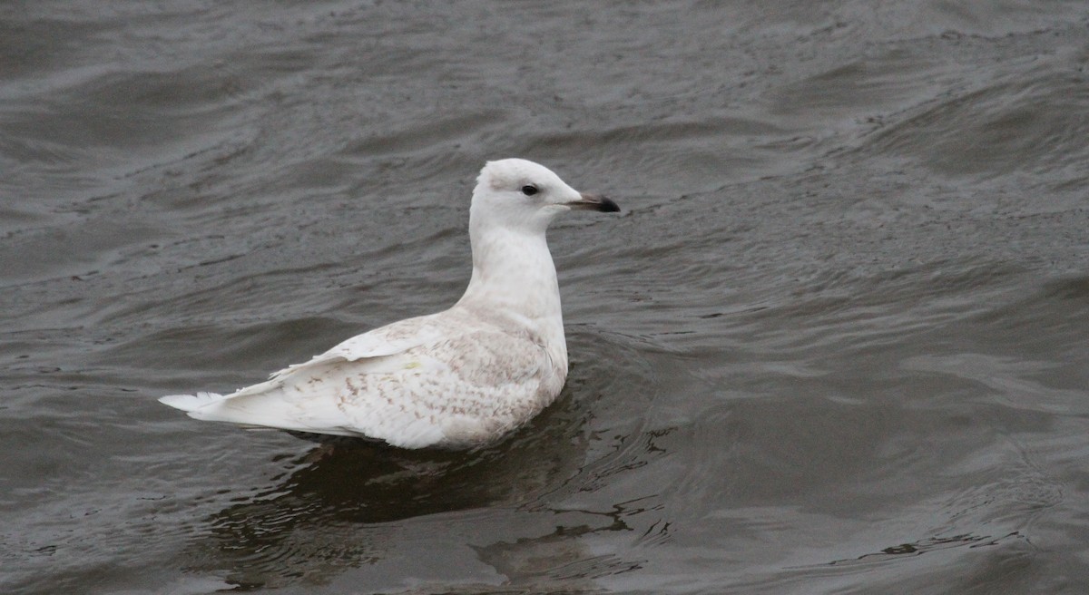 Iceland Gull - ML612165380