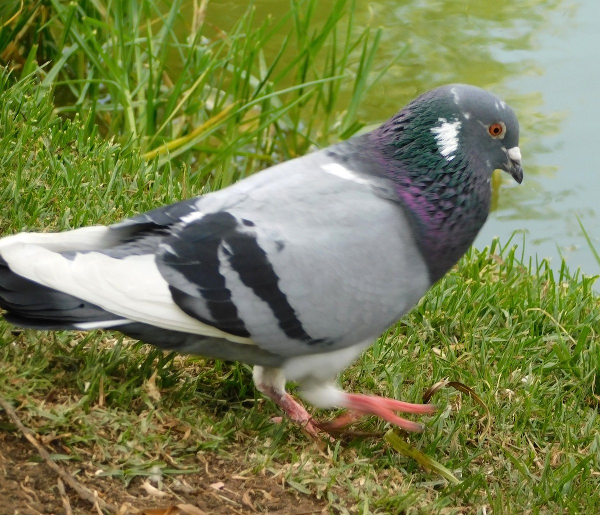 Rock Pigeon (Feral Pigeon) - ML612165409