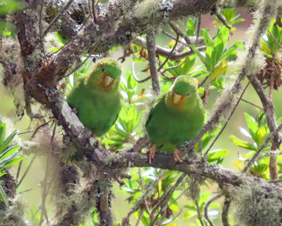 Rufous-fronted Parakeet - Peter Leth