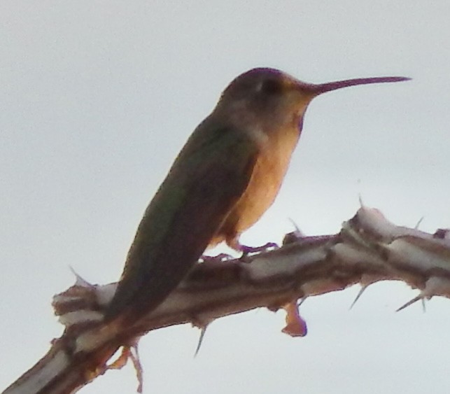 Costa's Hummingbird - ML612165448