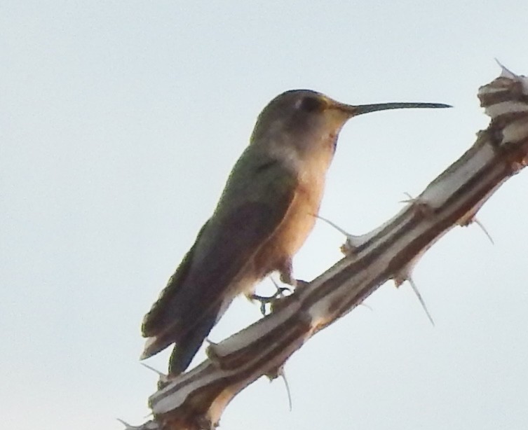 Costa's Hummingbird - ML612165449