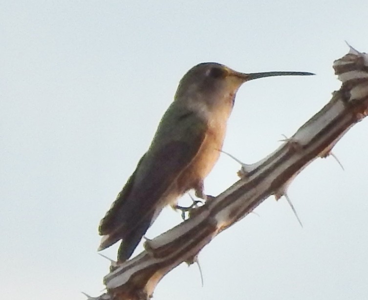 ørkenkolibri - ML612165449