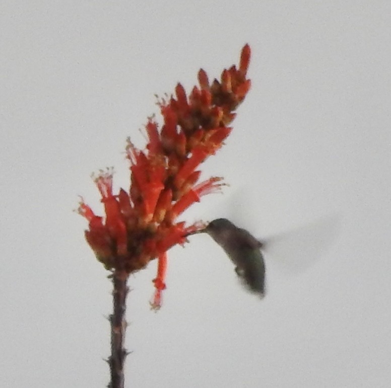 Costa's Hummingbird - ML612165450