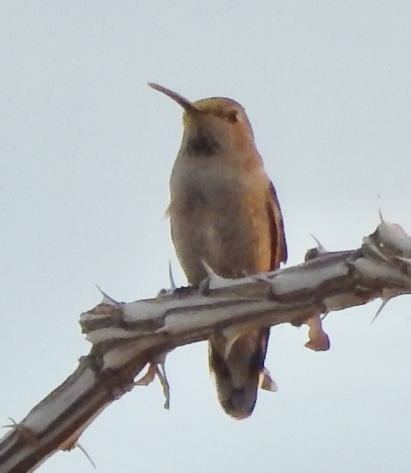 Costa's Hummingbird - ML612165451