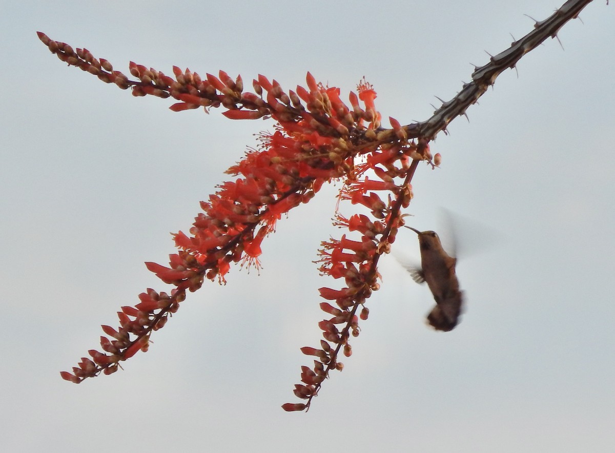 Costa's Hummingbird - ML612165452