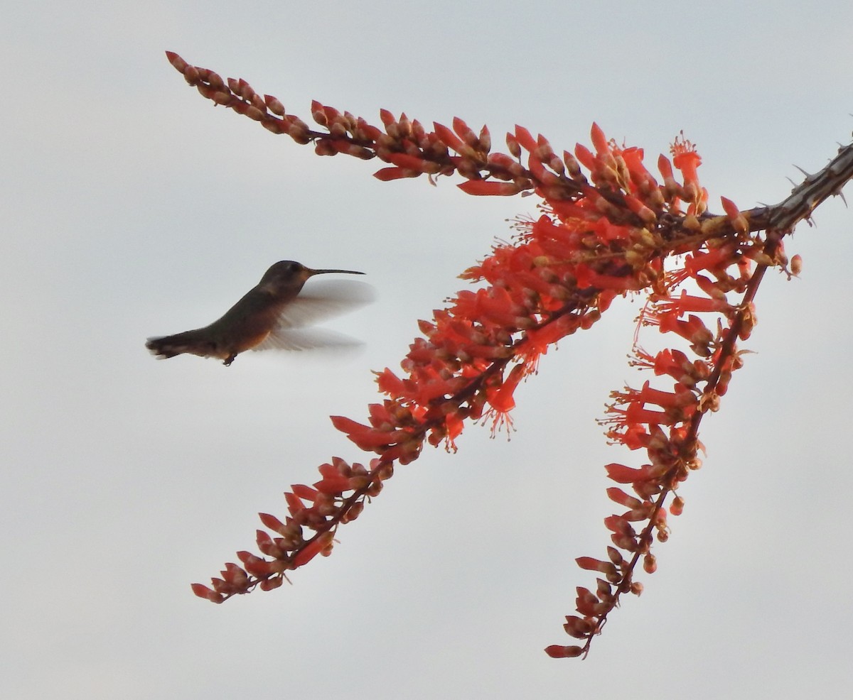 Colibri de Costa - ML612165453