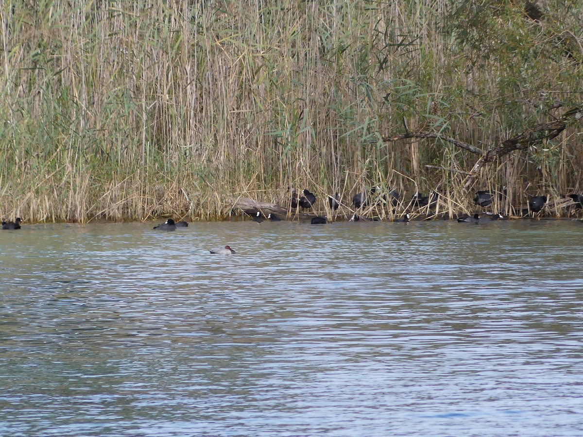 Common Pochard - ML612165526