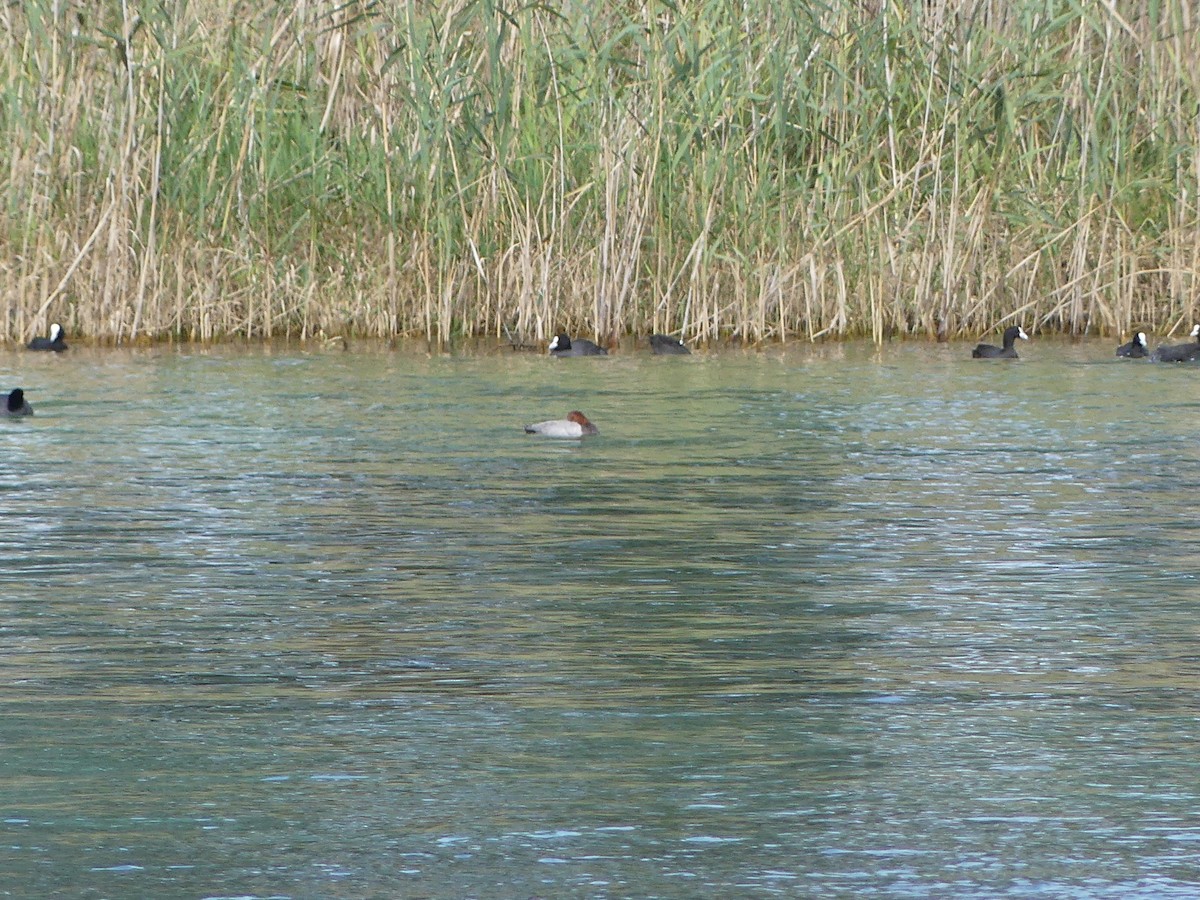 Common Pochard - ML612165528