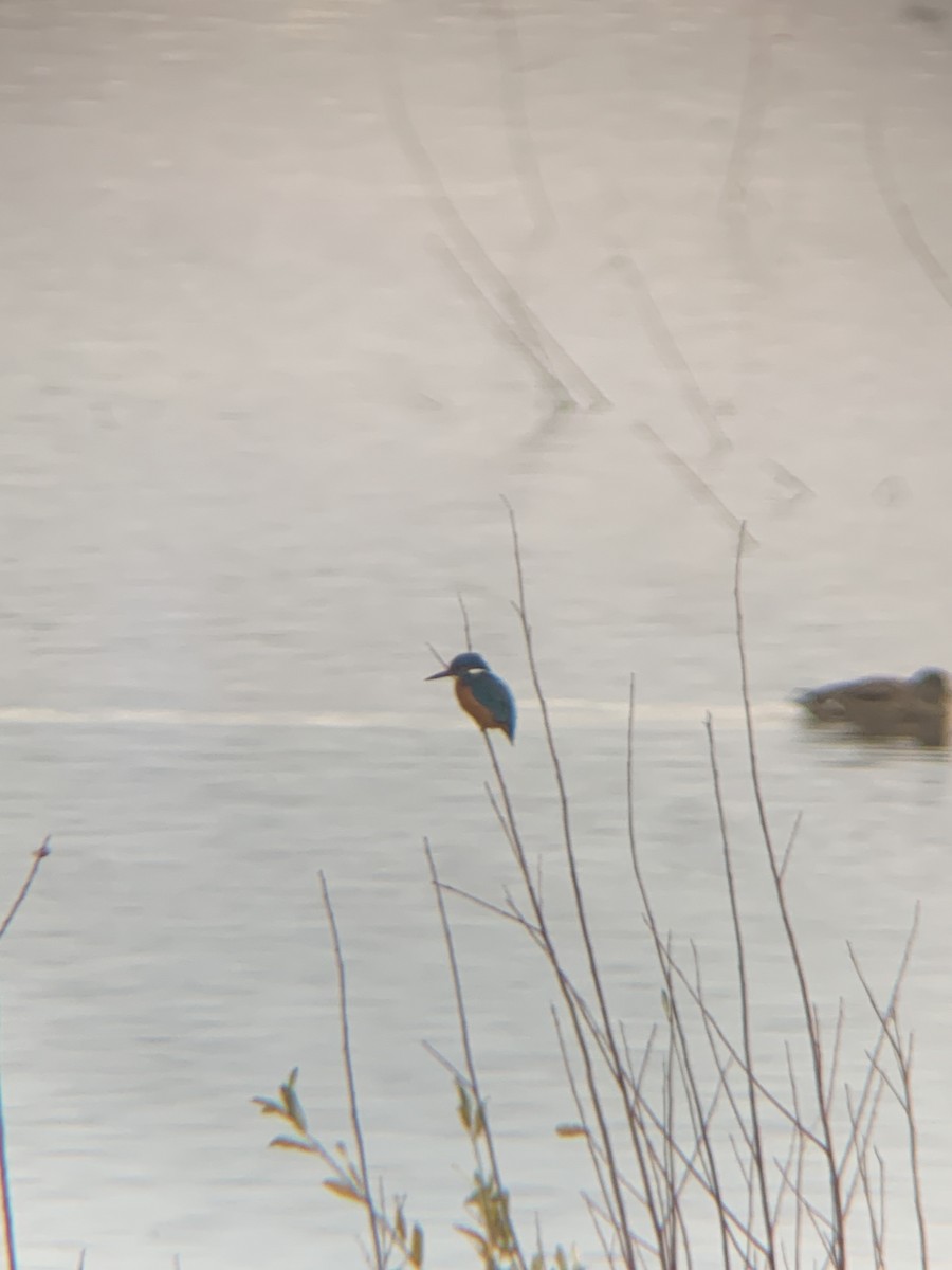 Common Kingfisher - ML612165560