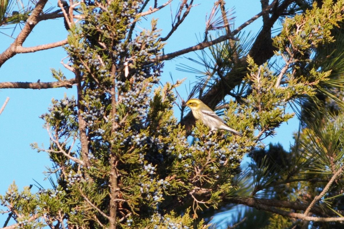 Townsend's Warbler - ML612165653