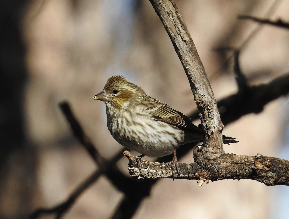 Cassin's Finch - ML612165752