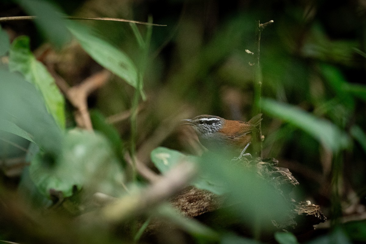 Hermit Wood-Wren - Jérémy Calvo