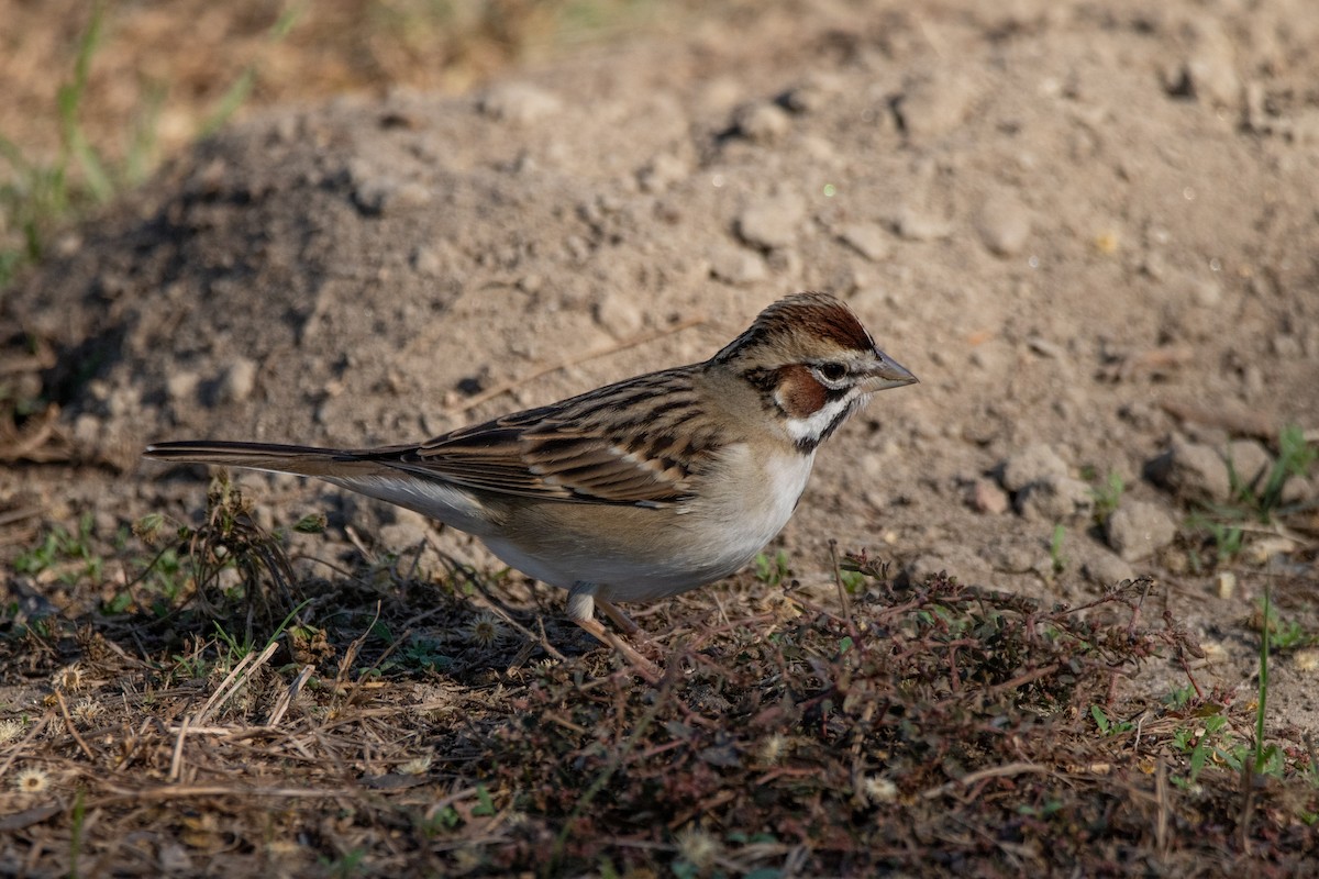 Bruant à joues marron - ML612165843