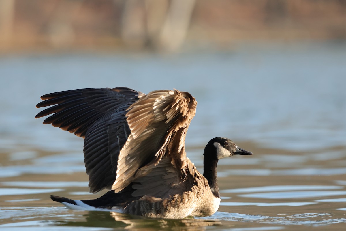 Canada Goose - ML612165891