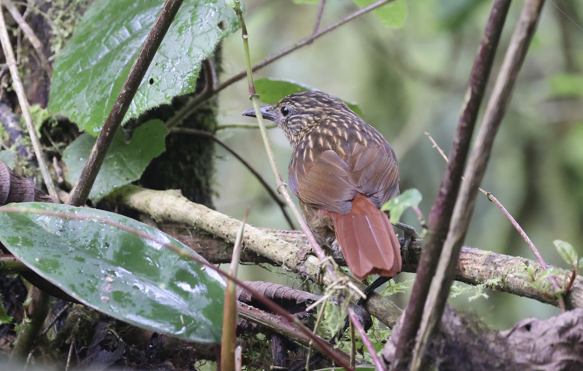 Streak-capped Treehunter - ML612165915