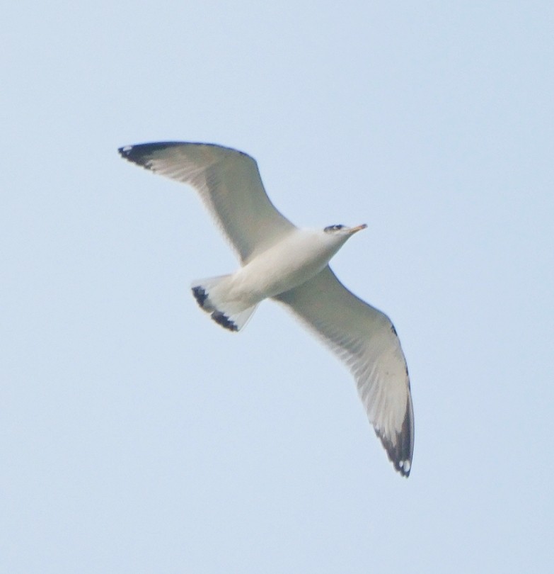 Pallas's Gull - ML612165930