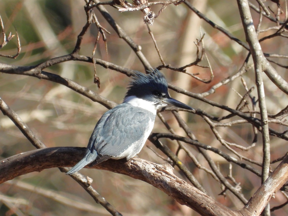 Belted Kingfisher - ML612165968