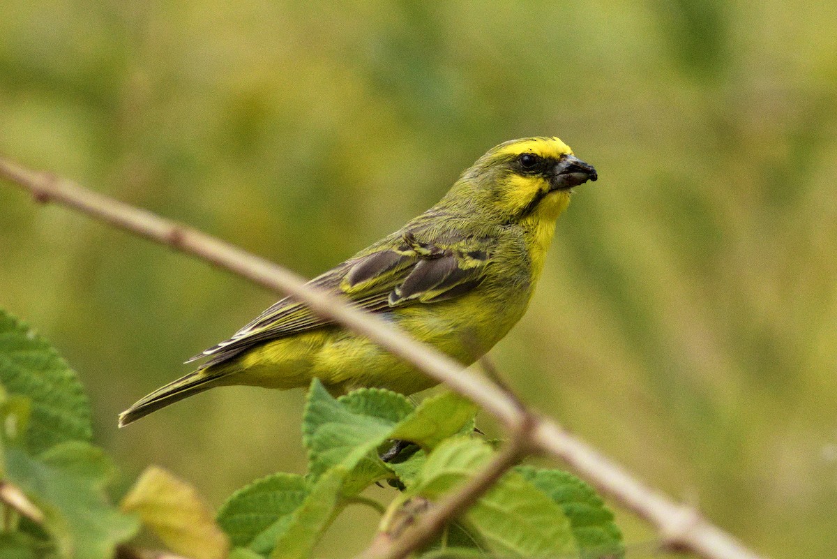 Yellow-fronted Canary - Paweł Szymański