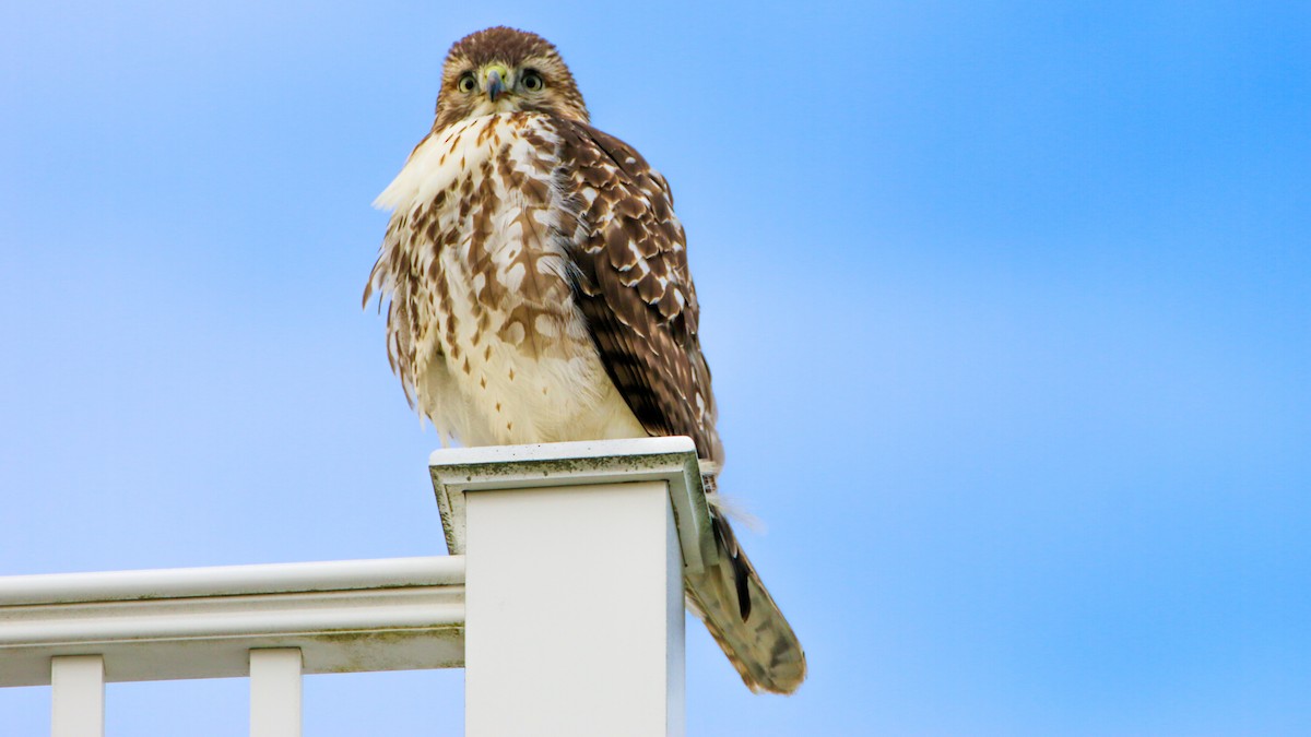 Red-tailed Hawk - ML612165994