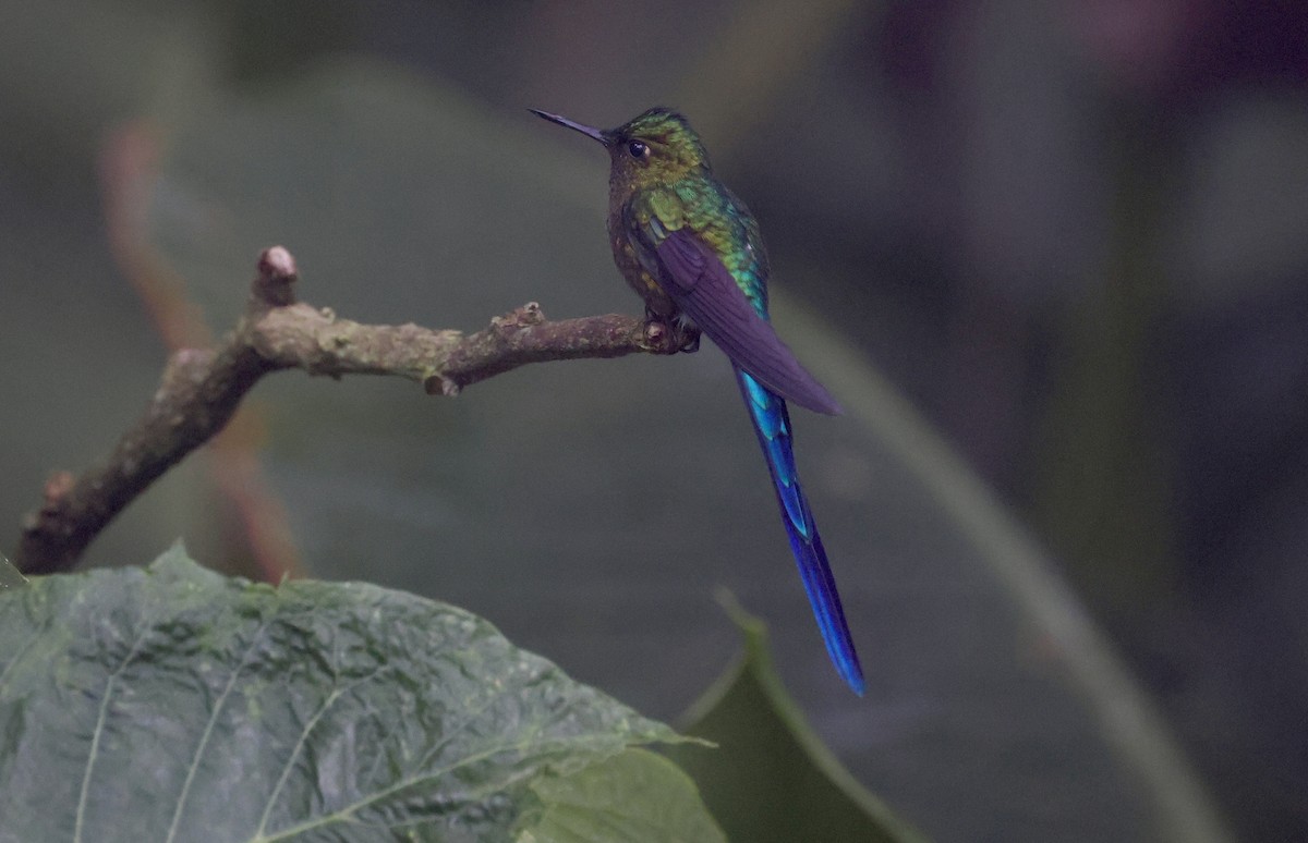 Violet-tailed Sylph - Anne Bielamowicz