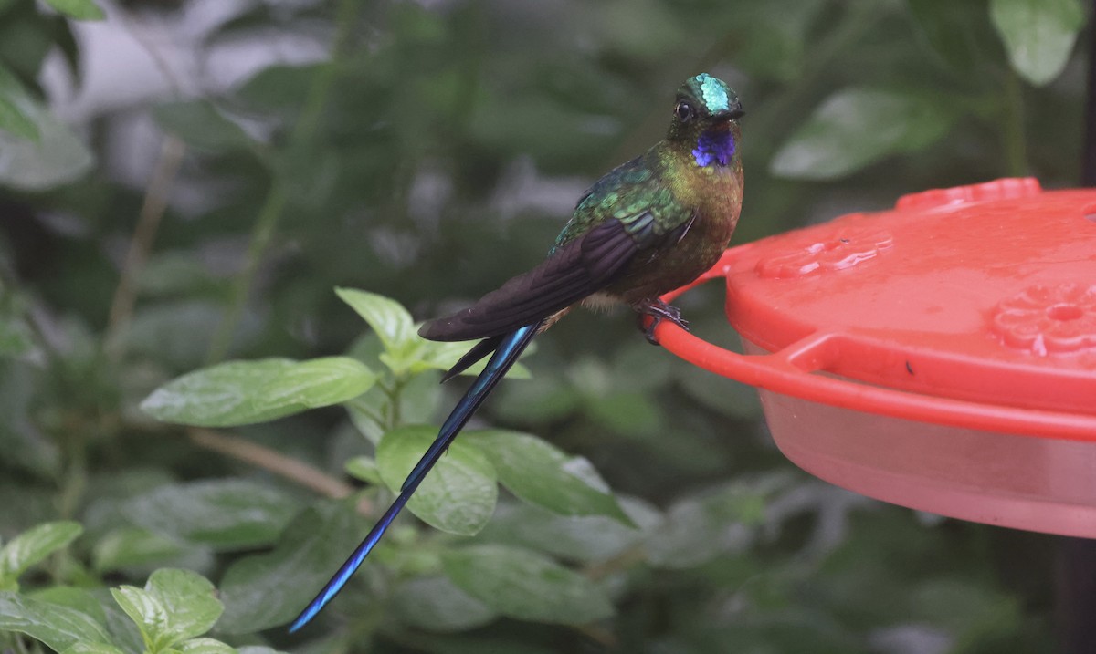 Violet-tailed Sylph - Anne Bielamowicz