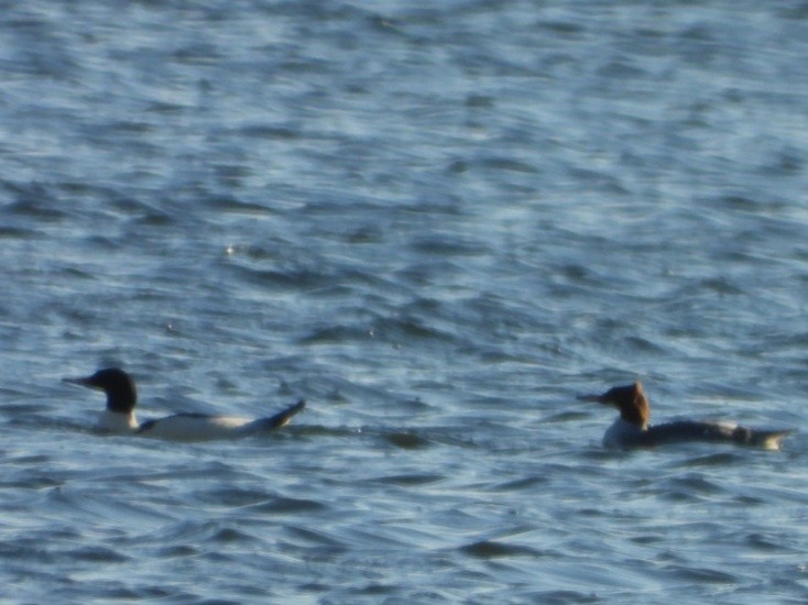 Common Merganser - ML612166080