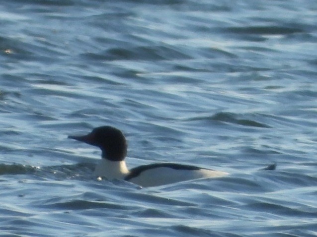 Common Merganser - ML612166081