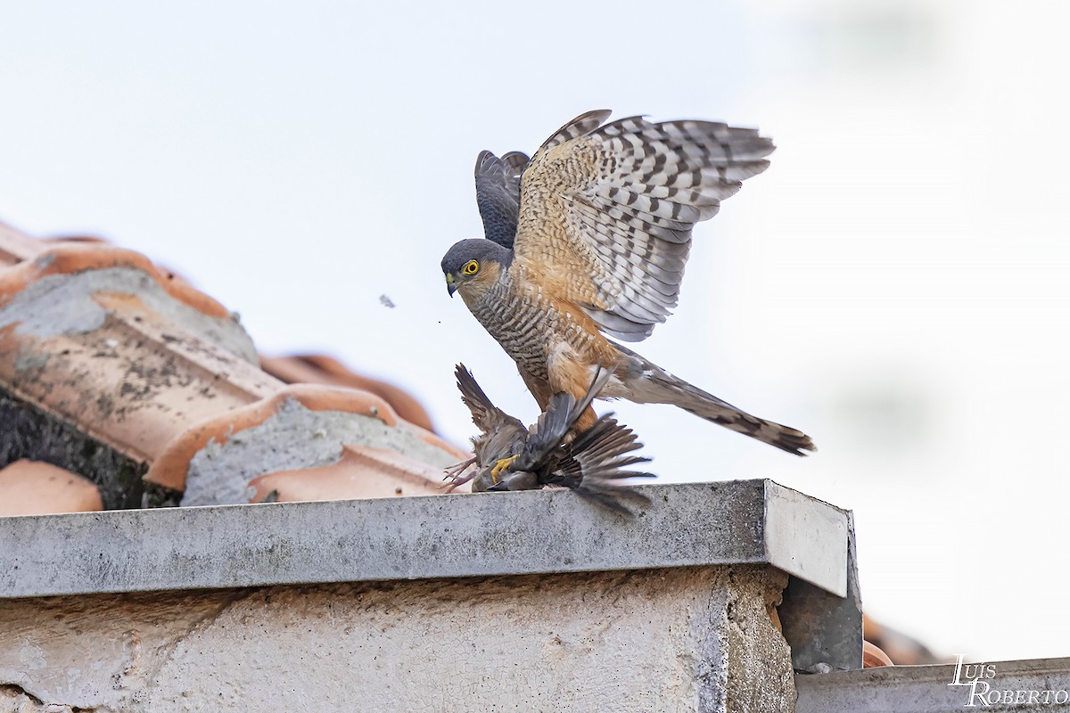 Sharp-shinned Hawk - ML612166107