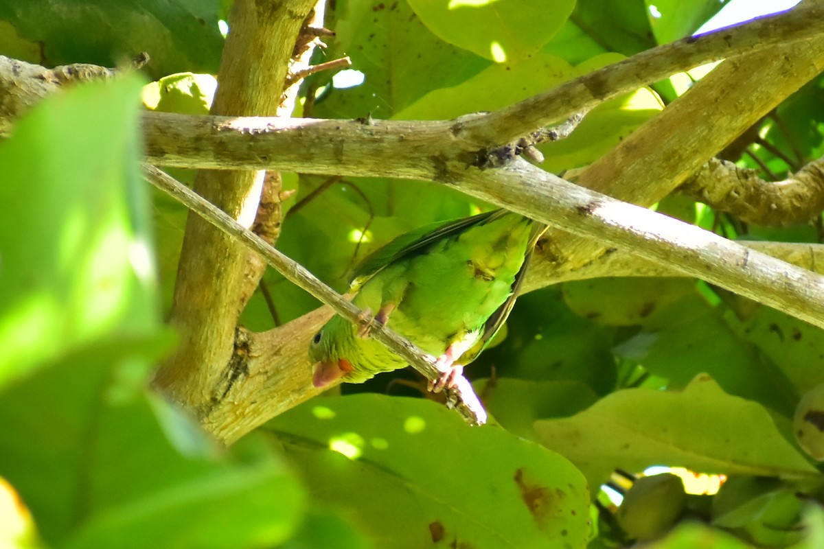 Orange-chinned Parakeet - ML612166129