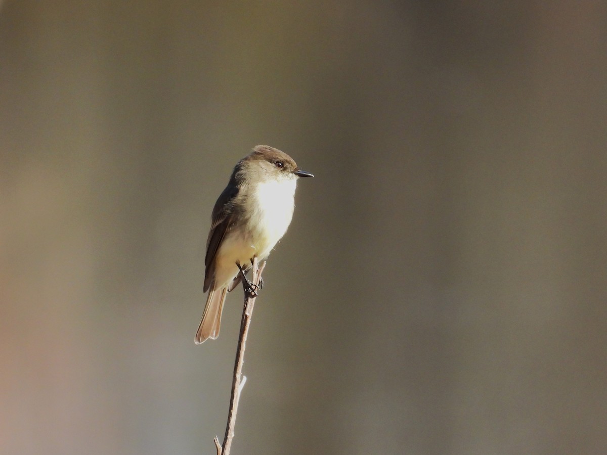 Eastern Phoebe - ML612166147