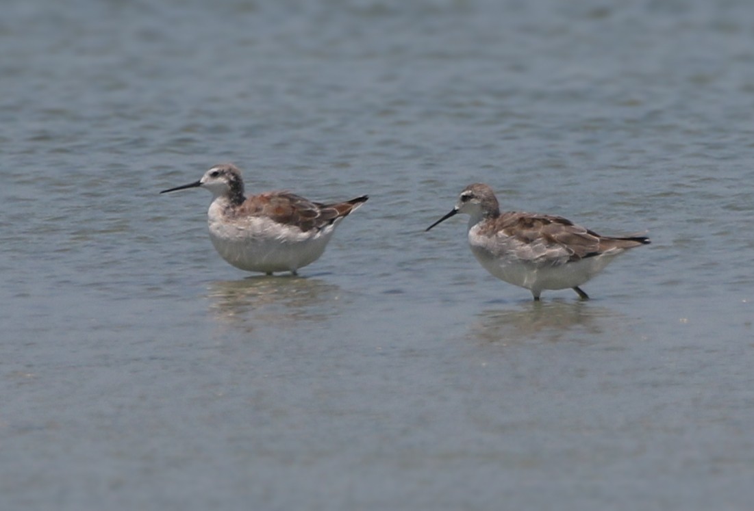 Wilson's Phalarope - ML612166183