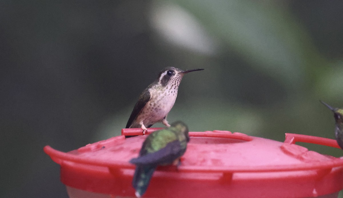 Speckled Hummingbird - Anne Bielamowicz