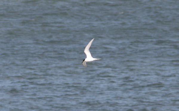 Sandwich Tern (Eurasian) - ML612166231